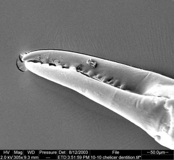 Media type: image;   Invertebrate Zoology 134645